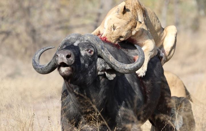 Clip: Chuyến đi săn hơn một giờ đồng hồ của Vua sư tử