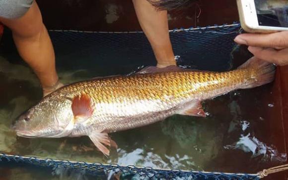 Loài cá đắt bậc nhất Việt Nam, trong bụng chứa một thứ vô cùng quý hiếm được định giá tiền tỷ