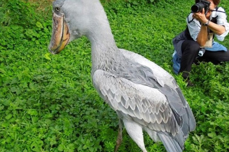 Loài cò hung dữ săn cả cá sấu,tuổi thọ lên đến 35 năm, ngư dân nào cũng rất kị gặp phải