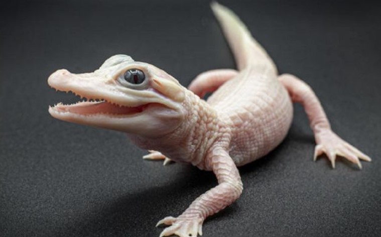 Cá sấu bạch tửu siêu quý có đôi mắt xanh