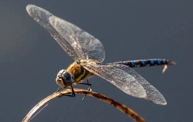 Loài vật nào là 'thợ săn' giỏi nhất và kém nhất trong tự nhiên?