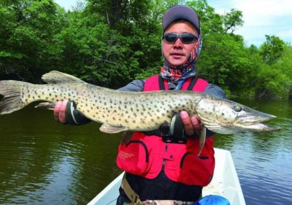 Loài cá được gọi là 'Chó điên dưới nước' đã xâm chiếm sông Hoàng Hà? Hung dữ đến mức có thể sống đến 20 tuổi trong tự nhiên mà không có thiên địch?