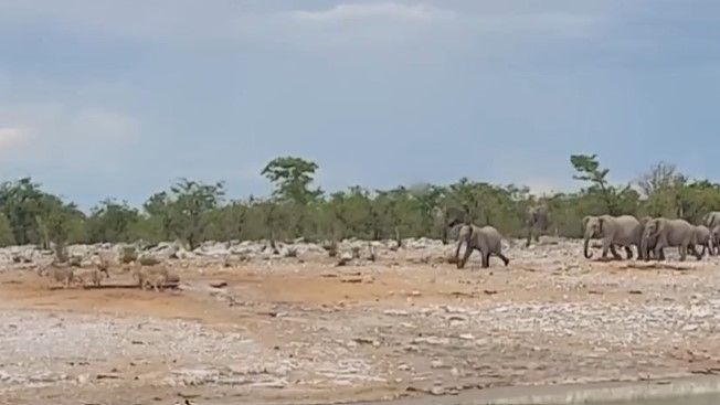 Clip: Voi cố gắng cứu tê giác khỏi đàn sư tử