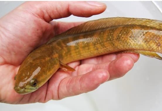 Nó được mệnh danh là 'báu vật giữa các loài cá', nhìn giống như một con cá chạch, bây giờ rất hiếm, hãy trân trọng nếu bạn nhìn thấy nó