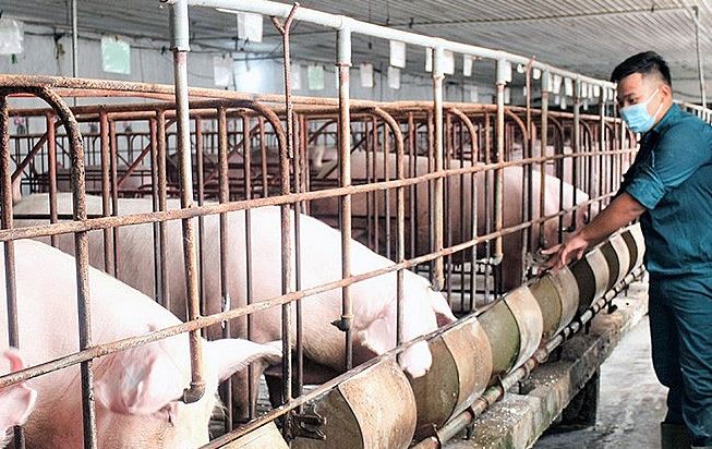 Giá heo hơi ngày 21/3/2024: Tiếp tục duy trì đa tăng mạnh mẽ