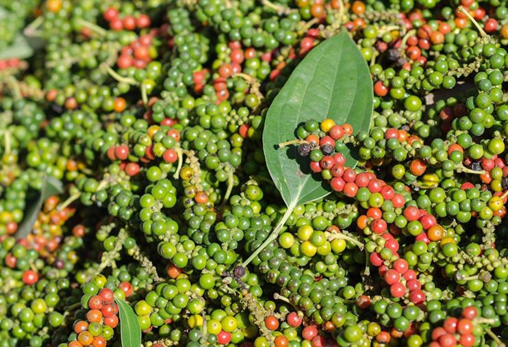 Giá nông sản ngày 21/3/2024: Hồ tiêu tăng nhẹ, cà phe neo ở mức cao