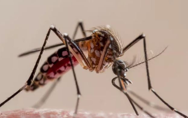 Loài động vật nào khiến nhiều người tử vong nhất hàng năm?