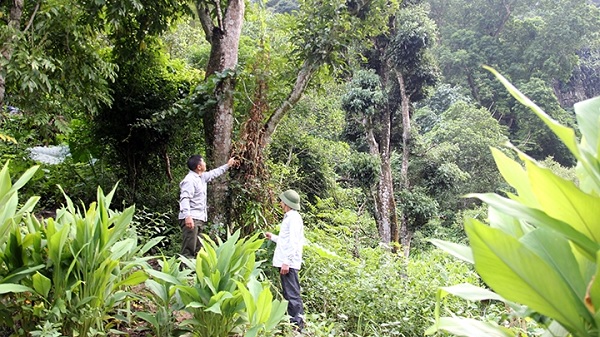 Gi&#x1EA3;m ph&#xE1;t th&#x1EA3;i th&#xF4;ng qua b&#x1EA3;o t&#x1ED3;n r&#x1EEB;ng, Vi&#x1EC7;t Nam nh&#x1EAD;n 51,5 tri&#x1EC7;u USD t&#x1EEB; Ng&#xE2;n h&#xE0;ng Th&#x1EBF; gi&#x1EDB;i