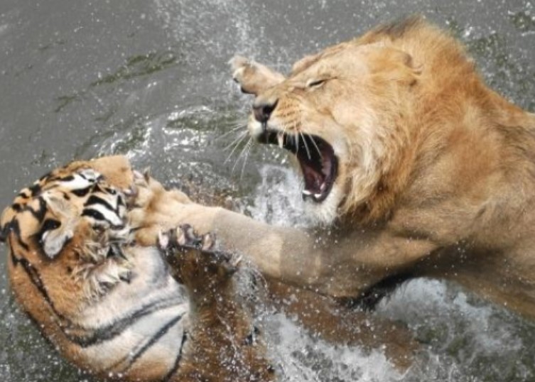 Hổ và sư tử luôn né đụng mặt với khỉ đột, vì sao?