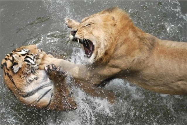 Hổ và sư tử luôn né đụng mặt với khỉ đột, vì sao? - Ảnh 5.