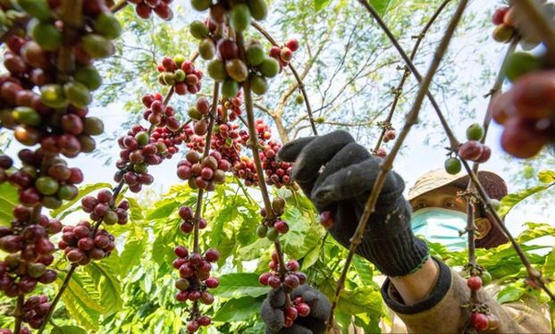 Giá nông sản ngày 22/3/2024: Giá cà phê Việt Nam giảm nhẹ, hồ tiêu bật tăng