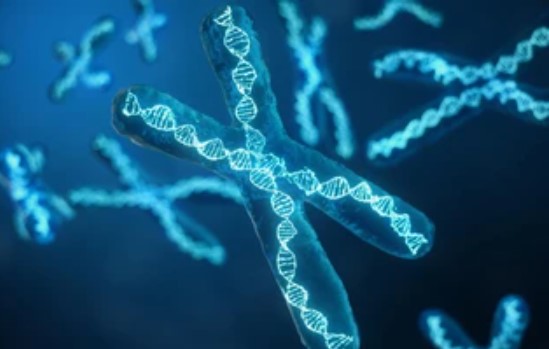 Loài đầu tiên tự có giới tính: 'Con lai của sinh vật ngoài hành tinh'