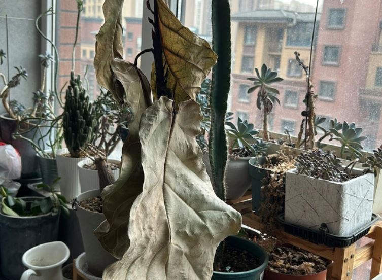 Dọn dẹp nhà cửa: Người giàu thẳng tay vất 5 thứ vì biết dễ rước họa vào thân, người nghèo thì mặc kệ