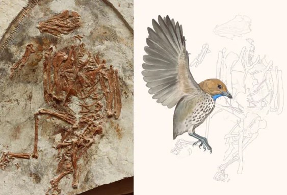 Tiết lộ bất ngờ từ 'sinh vật lạ' 120 triệu tuổi ở Trung Quốc