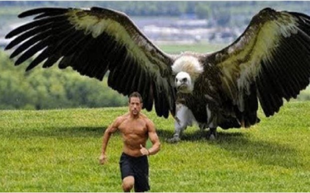 Loài chim hung ác nhất thế giới, ngay cả sư tử và hổ cũng sợ khi nhìn thấy nó, nó có thể được gọi là 'sát thủ' trên không!