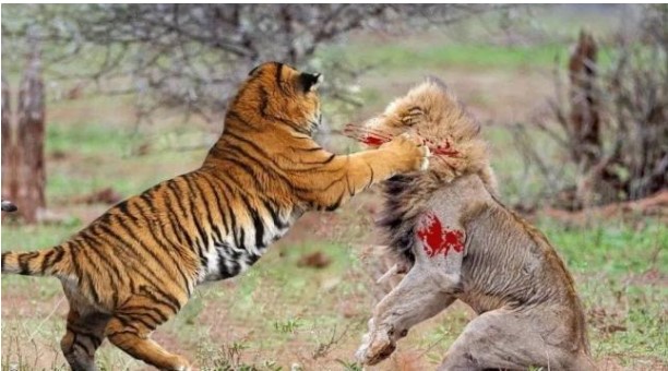 Tại sao nói chỉ có sư tử chết đói mà không có hổ chết đói? Sự khác biệt giữa hai loài động vật trong những năm cuối đời là gì?