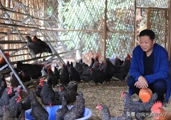 Bỏ diễn xuất, Triệu Lượng thành đại gia với trang trại gà của mình.