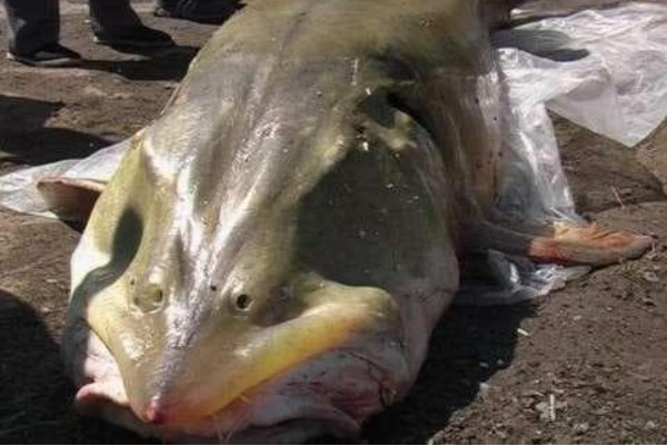 Đây là một loài cá rất quý và hiếm, không có gì lạ khi rất nhiều người muốn bắt nó!