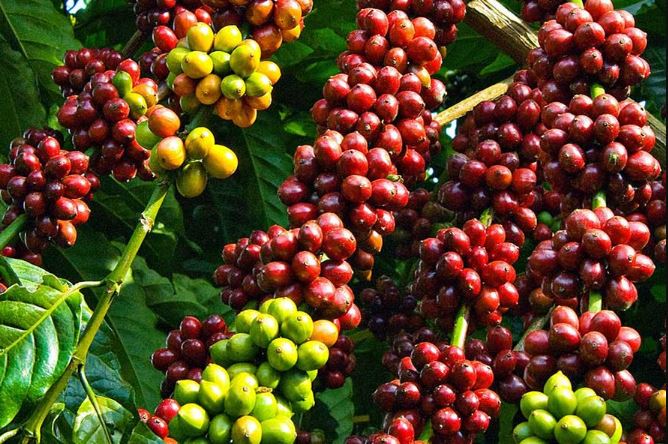 Giá nông sản ngày 23/3/2024: Cà phê tiếp tục tăng giá, hồ tiêu đứng im trên diện rộng