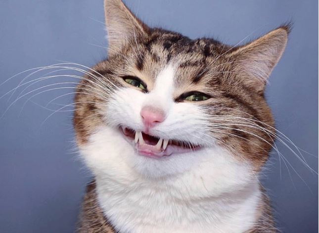 Cho ăn, hầu như hầu giời để làm thân với mèo? Sai hết, đây mới là cách thật sự hiệu quả để quyến rũ chúng mà chưa tới 1% người yêu mèo biết đến