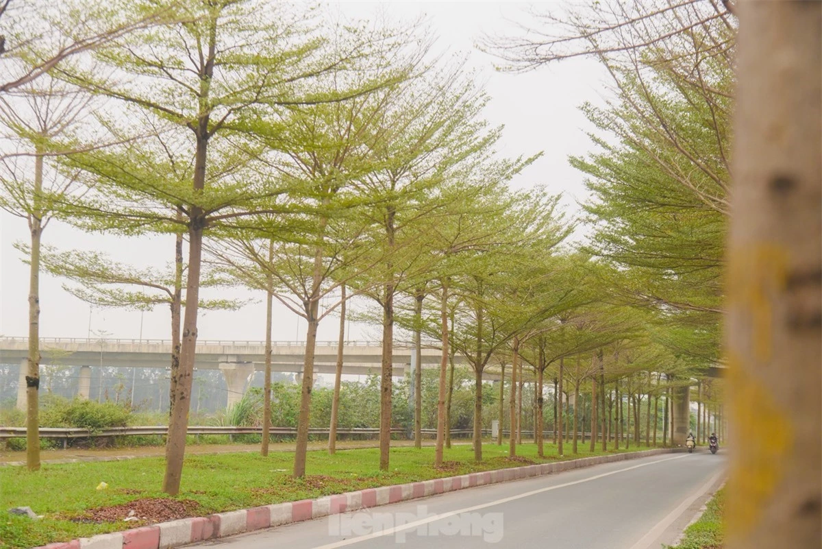 Đường phố Hà Nội đẹp ngỡ ngàng dưới những hàng cây bàng lá nhỏ ảnh 10
