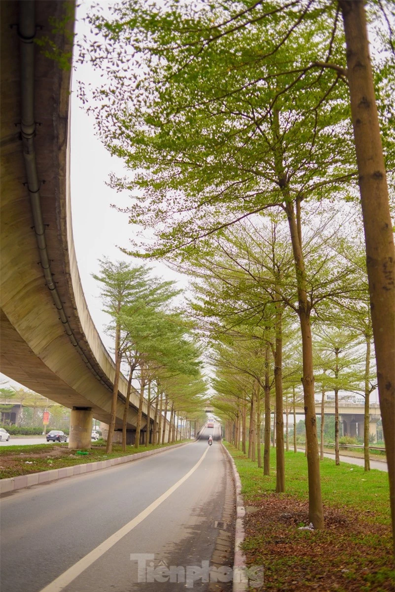Đường phố Hà Nội đẹp ngỡ ngàng dưới những hàng cây bàng lá nhỏ ảnh 13