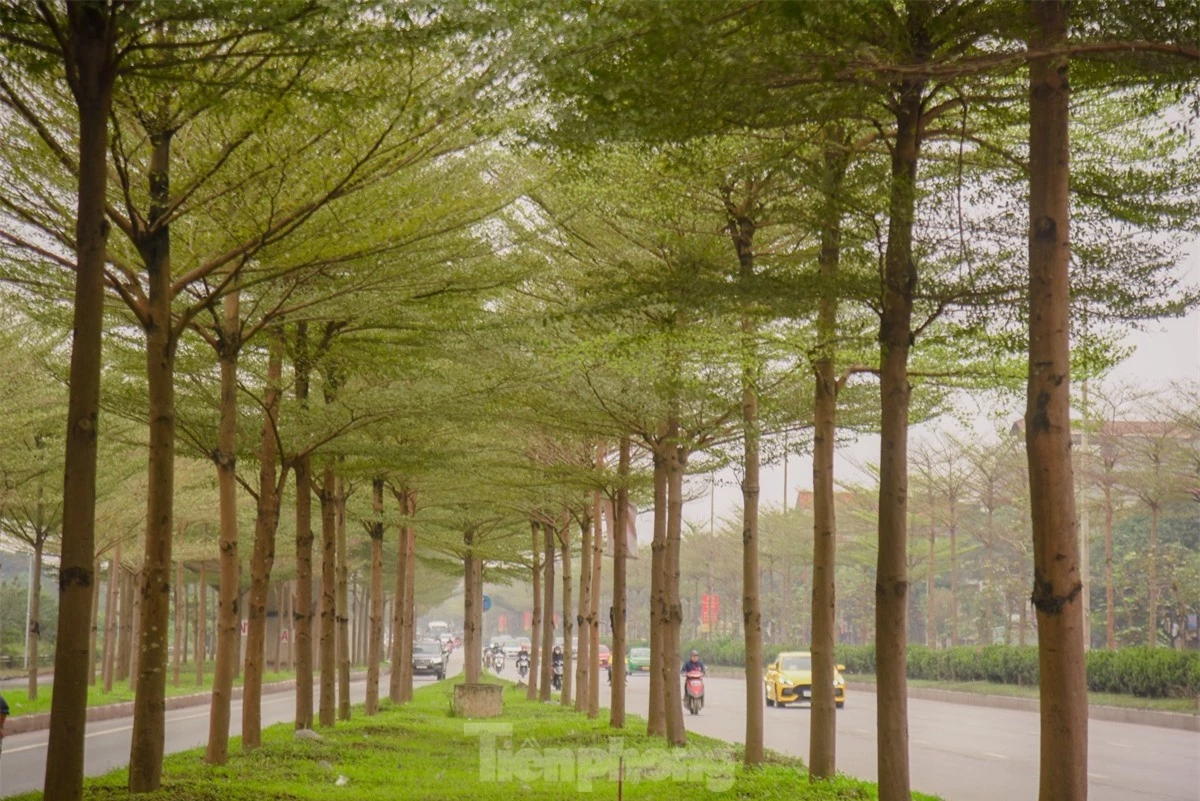 Đường phố Hà Nội đẹp ngỡ ngàng dưới những hàng cây bàng lá nhỏ ảnh 7