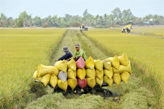 Giá gạo xuất khẩu của Việt Nam tiếp tục tăng - Ảnh 1.