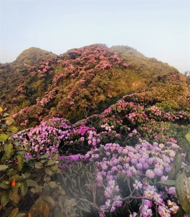 Mê mẩn ngắm hoa Đỗ Quyên nở rực trên đỉnh núi PuTaLeng ảnh 11