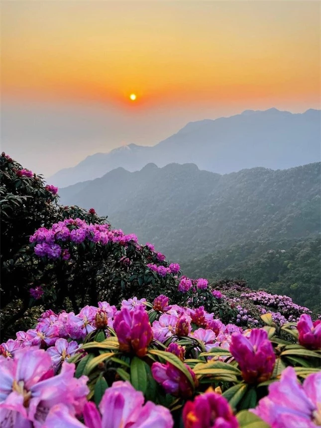 Mê mẩn ngắm hoa Đỗ Quyên nở rực trên đỉnh núi PuTaLeng ảnh 12