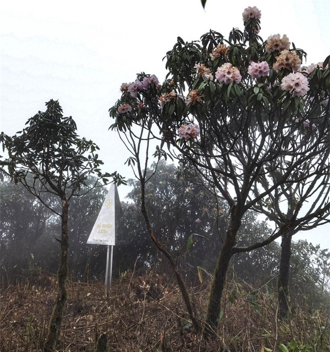 Mê mẩn ngắm hoa Đỗ Quyên nở rực trên đỉnh núi PuTaLeng ảnh 13