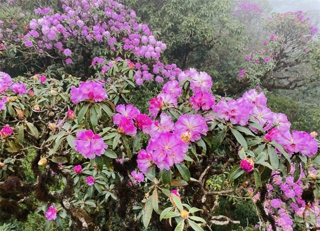 Mê mẩn ngắm hoa Đỗ Quyên nở rực trên đỉnh núi PuTaLeng ảnh 2