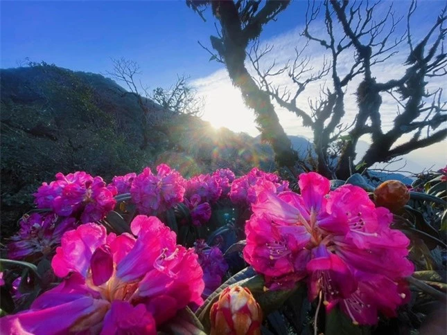 Mê mẩn ngắm hoa Đỗ Quyên nở rực trên đỉnh núi PuTaLeng ảnh 3