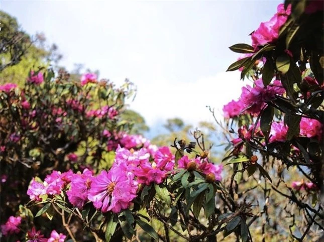 Mê mẩn ngắm hoa Đỗ Quyên nở rực trên đỉnh núi PuTaLeng ảnh 4