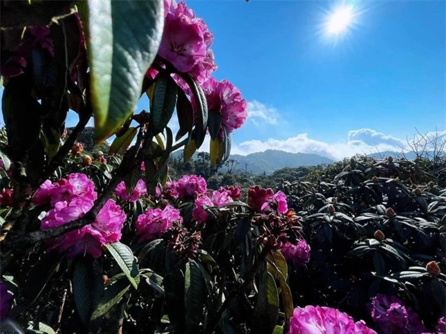 Mê mẩn ngắm hoa Đỗ Quyên nở rực trên đỉnh núi PuTaLeng ảnh 7