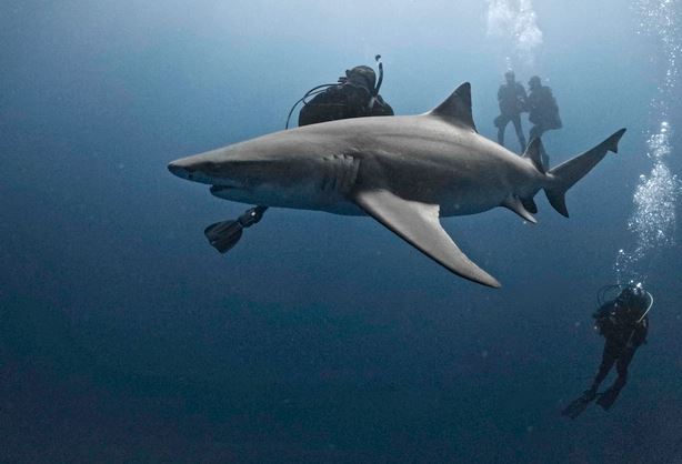 Cá mập không thường cắn người như chúng ta nghĩ