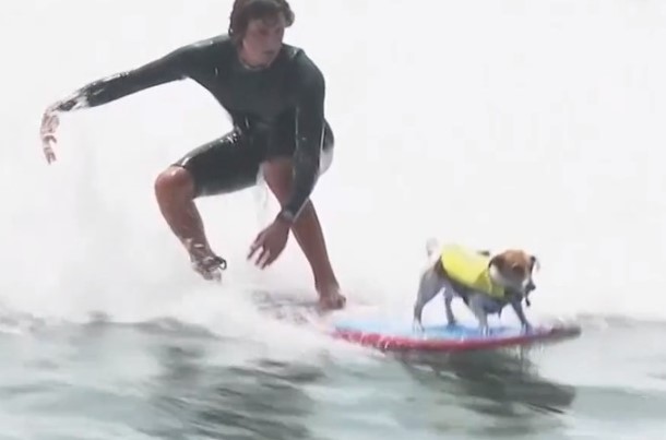 Clip: Chú chó cưỡi sóng tài tình ngoài khơi biển Peru