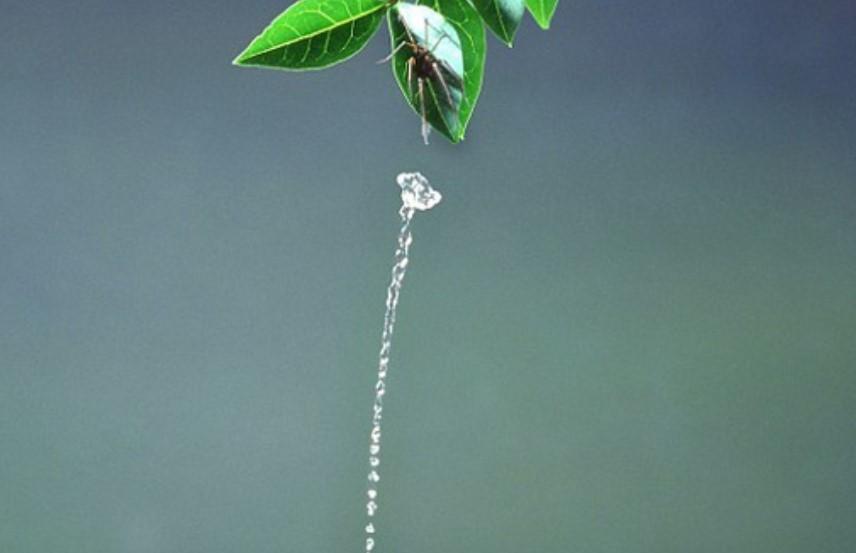 Loài động vật nào săn mồi giỏi nhất thế giới?