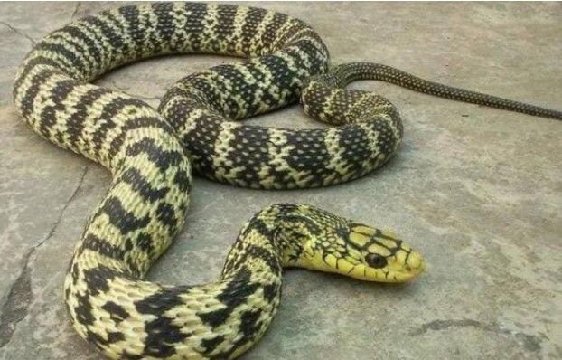 Tại sao luôn tìm thấy rắn trong các ngôi mộ? Nó có thực sự là vấn đề tâm linh? 