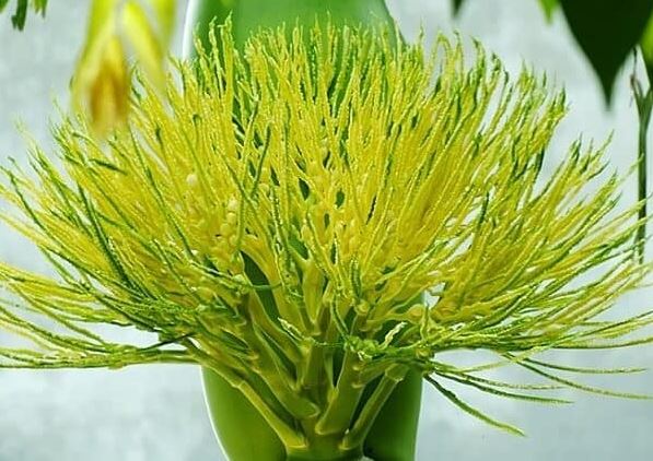 Hoa của cây quen thuộc xưa không ai biết ăn, nay làm thành món đặc sản nổi tiếng vừa ngon vừa lạ, ai cũng mê