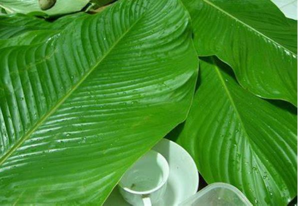 Giải rượu bằng lá dong cực kì hiệu quả