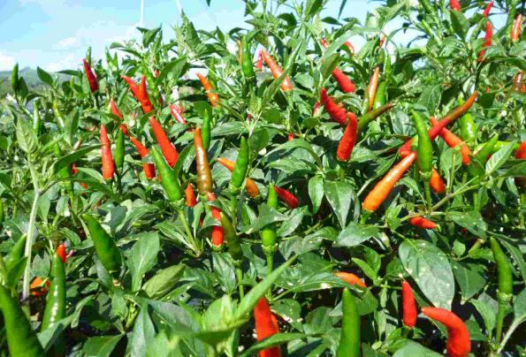 Lá ớt có ăn được không? Lợi ích không ngờ từ lá ớt