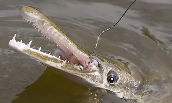 Kinh ngạc sinh vật có thể 'giao phối xuyên 100 triệu năm tiến hóa'