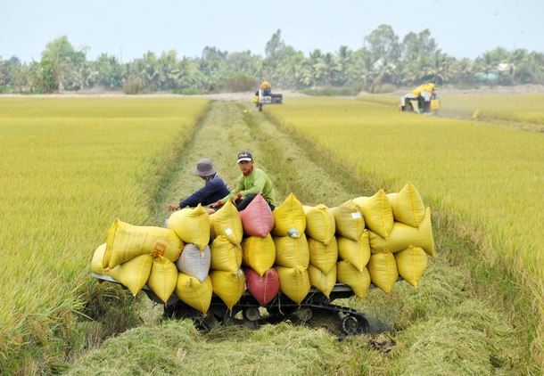 Giá gạo xuất khẩu của Việt Nam tiếp tục tăng