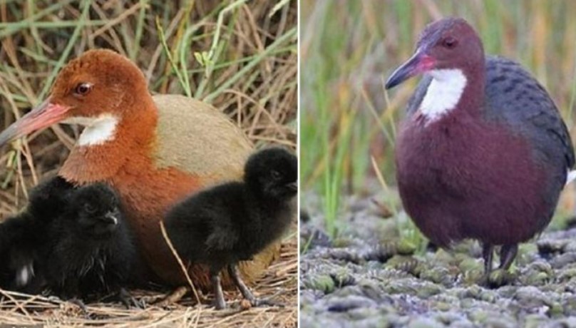 Loài chim được cho là đã tuyệt chủng từ 136.000 năm trước bất ngờ tái sinh diệu kì