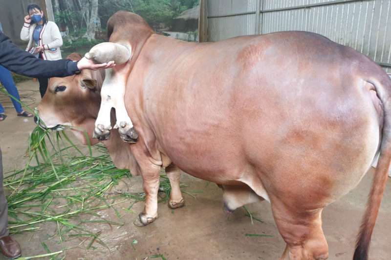 Độc lạ: Bò 6 chân kỳ quái ở Thanh Hóa