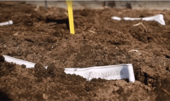 Vùng đất kì lạ, chôn quần lót xuống đất ruộng để kiểm tra tình trạng sức khỏe của đất