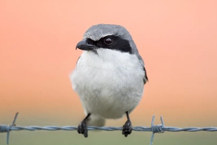 Loài chim ‘đồ tể’ tàn bạo lắc con mồi chấn động đến chết và xiên vào dây thép gai