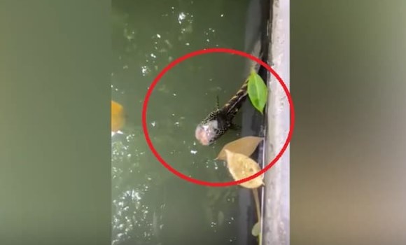 Thần kì! Cá không đầu vẫn bơi tung tăng, sống sót được vài ngày, chuyên gia giải thích bí ẩn sự sống và cái chết