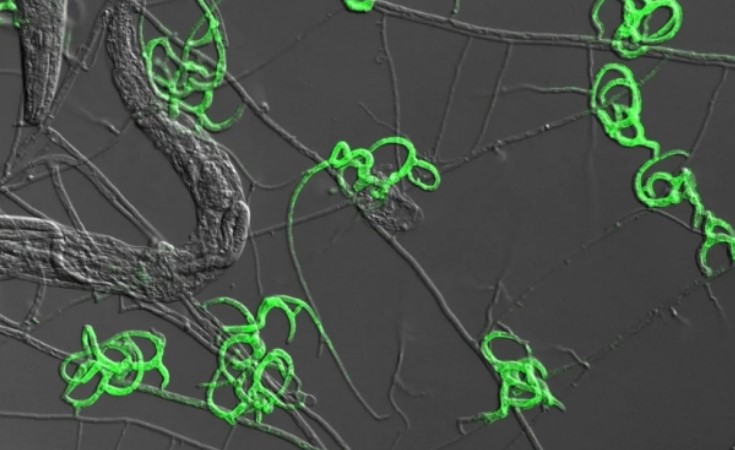 Kỳ lạ loại nấm có thể đặt bẫy săn mồi, cảm nhận được cả động vật bé xíu khiến giới khoa học kinh ngạc